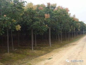 全国苗木价格信息网