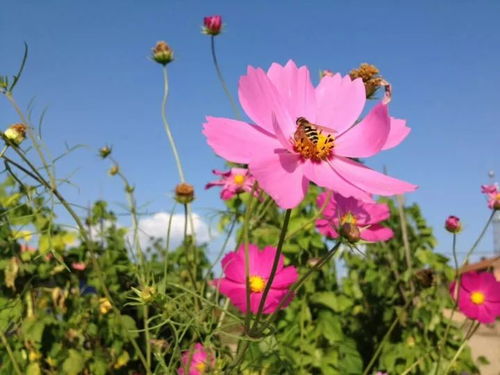 格桑花图片