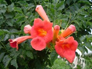 凌霄花