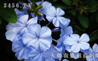 花语大全 各种花的花语