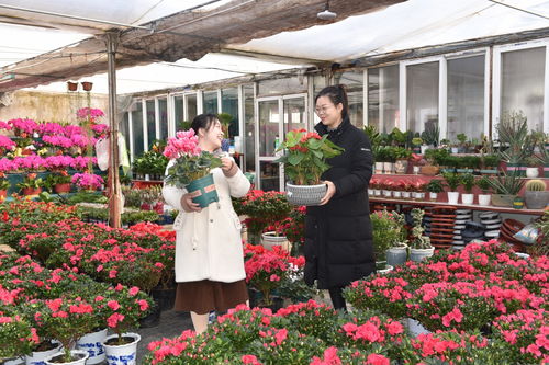 花市鲜花网
