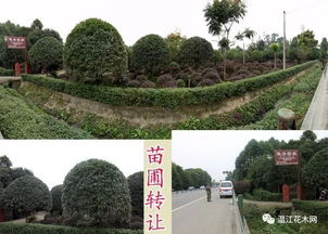 最大的苗木求购网