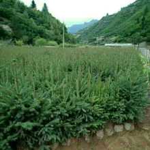 中国苗木价格信息网