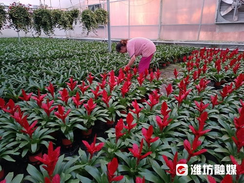 中国花木交易网