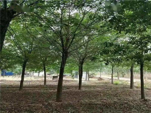 白蜡树