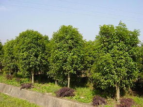 苗木求购信息 597苗木网