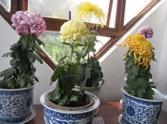 冬季里最耐寒的15种花卉
