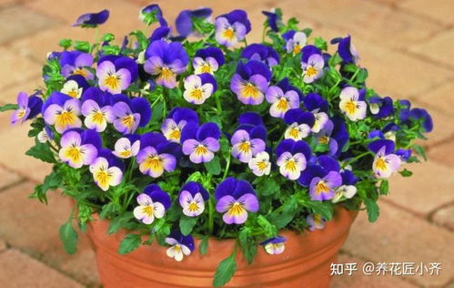 各种漂亮的花图片大全