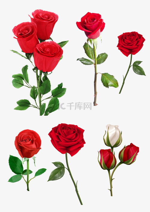 玫瑰花真实照片大图