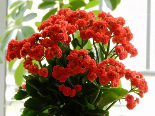 长寿花