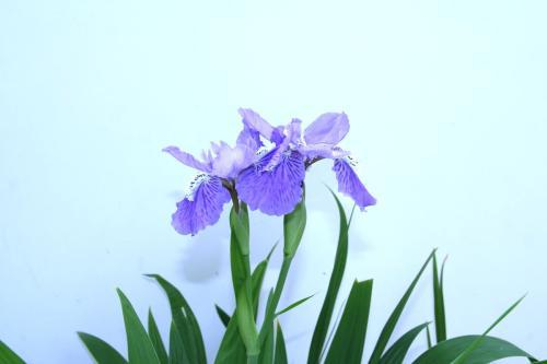 鸢尾花的花语