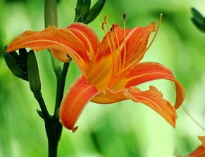 百合花的花语