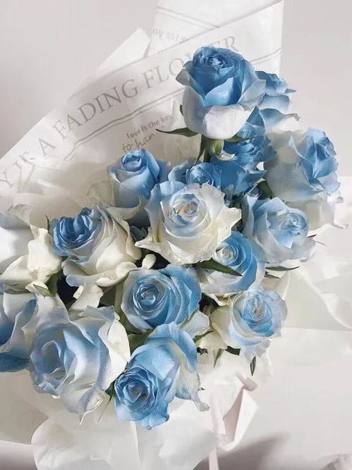 碎冰蓝玫瑰花语