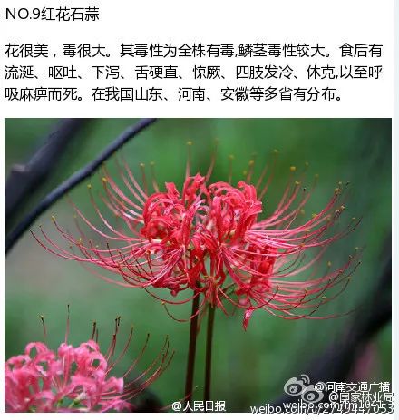 世界上第一毒花