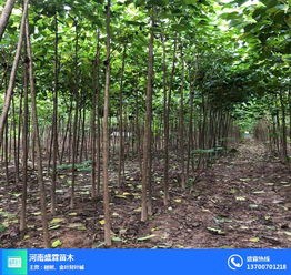 今日苗木网求购最新免费信息