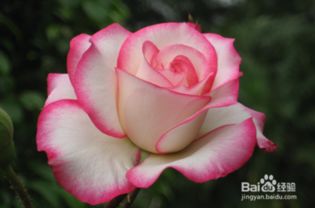 月季花的养殖方法和注意事项