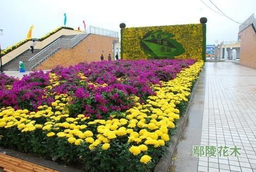 花木网