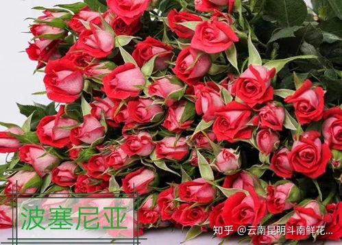 26种常见玫瑰花品种