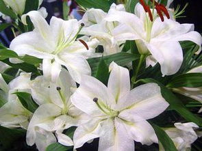 百合花不能乱送