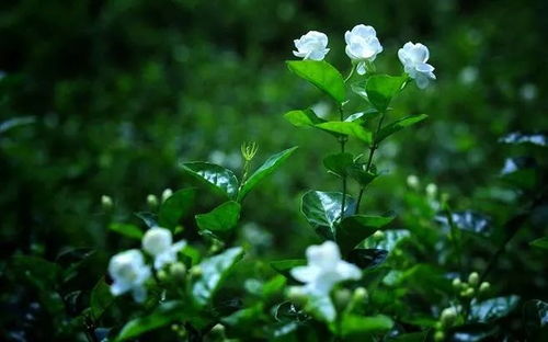 茉莉花图片