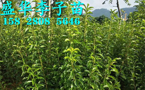 今日苗木最新求购信息