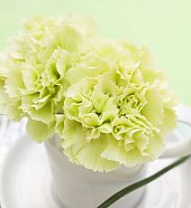 花语大全带图片和花名