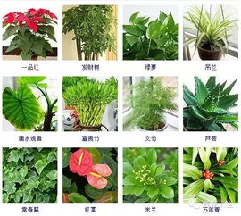 100种常见室内绿植