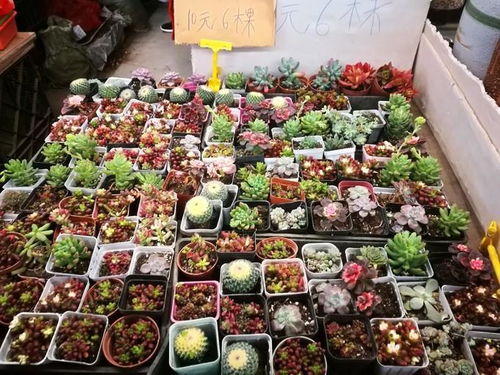 全国最好的鲜花连锁店