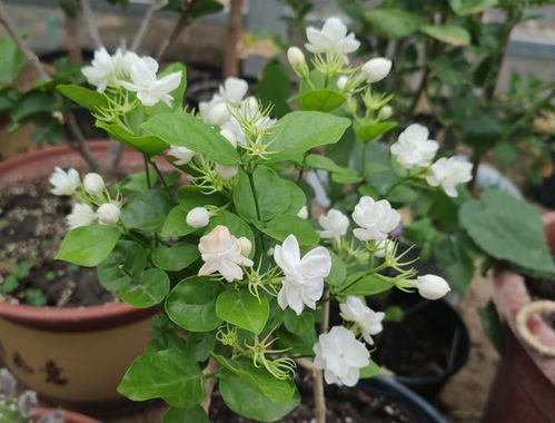 四季开花的木本花卉