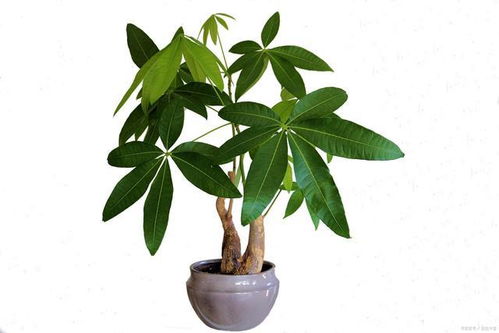 客厅十大绿植排名