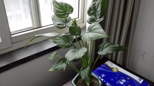 适合室内养的50种植物