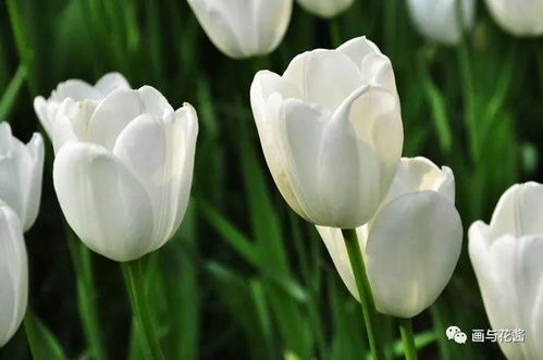 郁金香花语象征与寓意