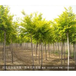 第一花木网