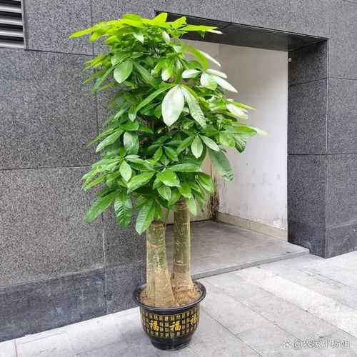 发财树怎么养才能更旺盛