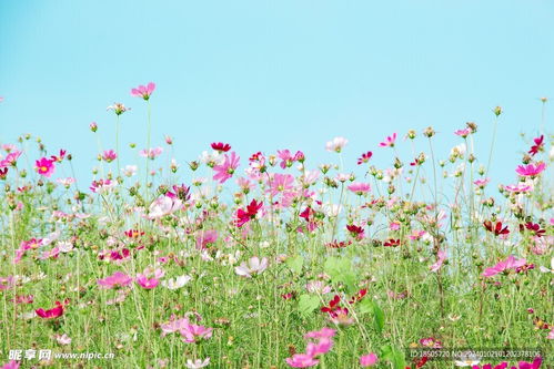 花草图片