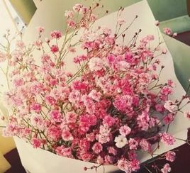 满天星所有颜色的花语