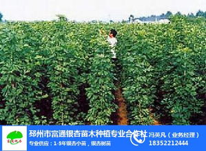 今日苗木网官网