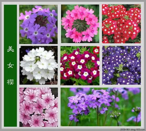 花卉大全及花名