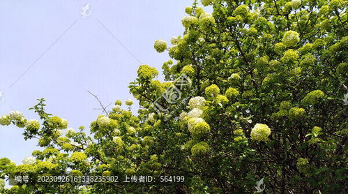 石楠树图片