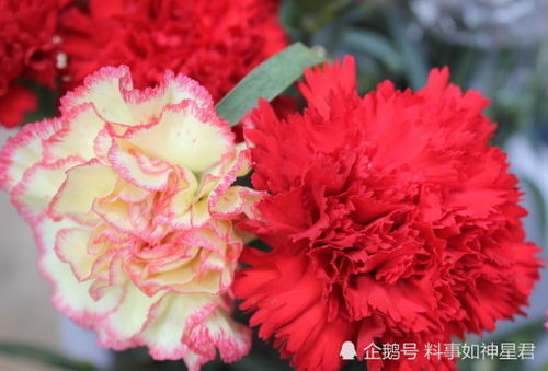 红色康乃馨花语