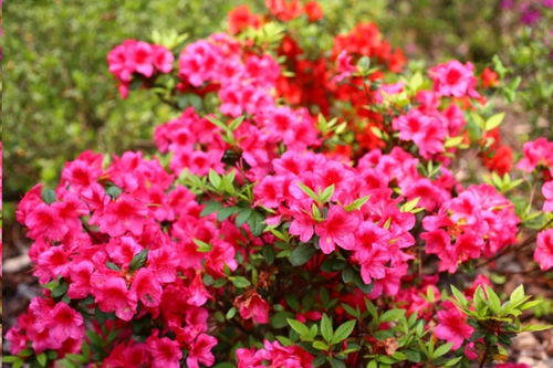 杜鹃花怎么养家庭养法
