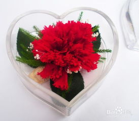 适合送老师的花及花语