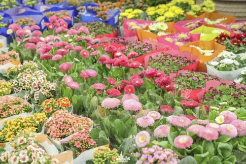 我附近的花卉市场