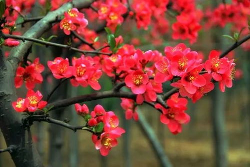 海棠花花语