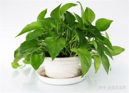 绿萝怎么养才能更旺盛