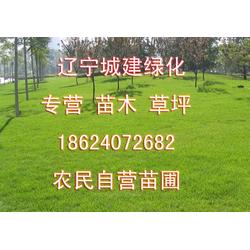 卖绿化树网站