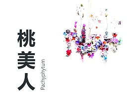 花店价目表