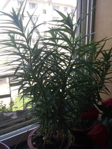 百合花为啥不吉利