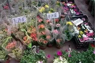广州鲜花批发网上配送