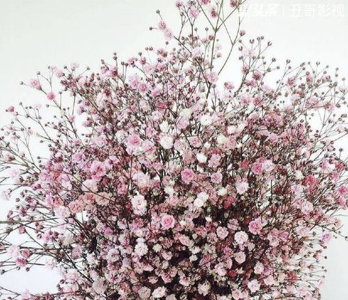 满天星的花语是什么意思